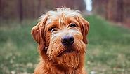 F1 Labradoodle - Everything You Need To Know