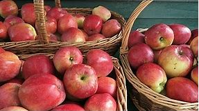 Harvesting Spartan Apples, Cutting Down The Primocane Raspberries.