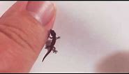 Jaragua - The World's Tiniest Lizard