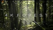 4K Forest - Cinematic Forest - 4K Nature Video Ultra HD