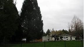 Giant Sequoia trees I planted 40 years ago