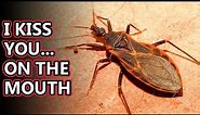 Kissing Bug facts: smooch in the night | Animal Fact Files