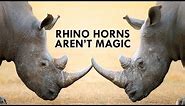 Rhinos are Unicorns, but their Horns aren’t Magic