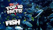 Top 10 Facts About Fish! - Fun Kids - the UK's children's radio station