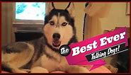 TOP 10 BEST TALKING DOGS EVER