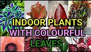 Top 10 Indoor Plants with Colorful leaves