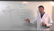 Treatments for Kidney Tumors - Kenneth Nepple, MD