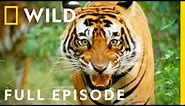Battle of the Beasts: The Fight to Survive (Full Episode) | Animal Fight Night