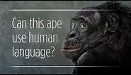 Can Apes Really "Talk" To Humans?