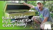 How To Operate A DIY Black Soldier Fly Larvae Composter