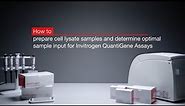 How to prepare cell lysate and determine optimal sample input for Invitrogen™ QuantiGene™ Assays