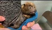 Three Rare Rodrigues Flying Foxes Babies Born