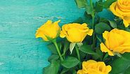 12 Beautiful Yellow Roses That Symbolize Genuine Friendship