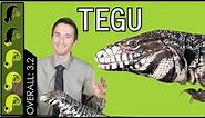 Argentine Tegu, The Best Pet Lizard?