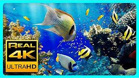 The Best 4K Aquarium for Relaxation II 🐠 Relaxing Oceanscapes - Sleep Meditation 4K UHD Screensaver