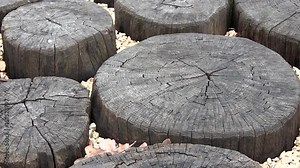 Garden Path Decorations Made From Old Cut Tree Stumps, Forming a Fence And Path. Many Annual Rings Does a Tree Have. Annual Ring on a Old Timber Tree Stump