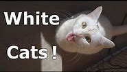 White Cats! --- CAT COMPILATION