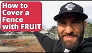 How to Cover a Chain Link Fence with PASSION FRUIT! (plus planting update) - Back Yard Orchard