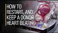 How to restart, and keep a donor heart beating