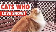 Cats See Snow For The First Time | Let It Snow!