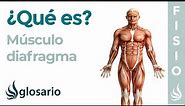 Músculo DIAFRAGMA | Qué es, ubicación, cómo ejercitar, origeb, inserción y función