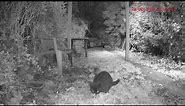 Hedgehog attacks a Cat that is eating his supper. Unbelievable footage. Short version