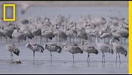Thousands of Cranes Take Flight in One of Earth's Last Great Migrations | National Geographic