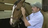Horse Massage: Releasing Tension in the TMJ and Jaw of the Horse using the Masterson Method®
