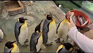 Feeding penguins at the Saint Louis Zoo