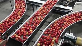 Touring an apple packing facility