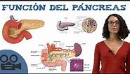 Función del páncreas - Aparato digestivo - Resumen con imágenes