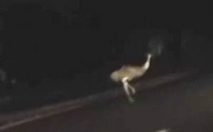 Update: Pig Broke Open Gate That Allowed Woodbridge Emus to Escape