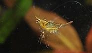 Caridina gracilirostris reproduction in aquarium