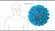 How does Moderna's Coronavirus vaccine work?