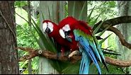 Watch Large Colorful Tropical Birds - The Perfect Screensaver