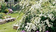 How to Pick the Best Bushes and Shrubs for Landscaping Your Yard