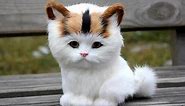 Adorable Cats Compilation - Most Beautiful Cats In The World #3