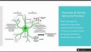 Astrocytes - for beginners