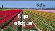 Tulips in Belgium | Meerdonk Tulip Fields