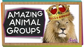 Amazing Animal Groups | Science for Kids