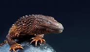 The Earless Monitor: An Oddly Charismatic Lizard