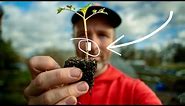 Tomato Grafting Demystified (and Why Anyone Can Do It)