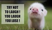 Cute Mini Piggy | Try Not To Laugh or Simle | Funny Pigs Video Compilation 2018