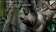 The Scoop on Sloth Poop: Smithsonian's National Zoo
