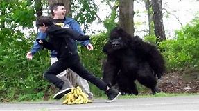 Gorilla Chaos: Prankster's Wild Antics Leave People in Tears of Laughter!