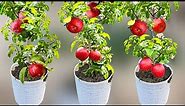 Apple Tree Planting: A Professional Guide on How to Grow Apple Trees from Apple Fruit