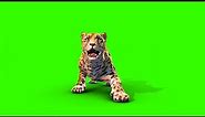 Green Screen Jaguar Feline Animals Run Attack - Footage PixelBoom CG