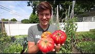 How to Grow GIANT 2+ Pound Tomatoes in 6 Easy Steps (organically)