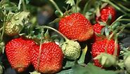 How to Grow Strawberries Organically - Complete Growing Guide
