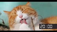 20 Minute Screensaver With Cute Cats | Cat Meow Alarm Sound